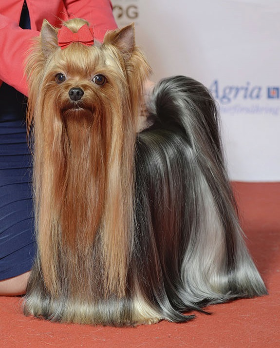Yorkshire-terrier